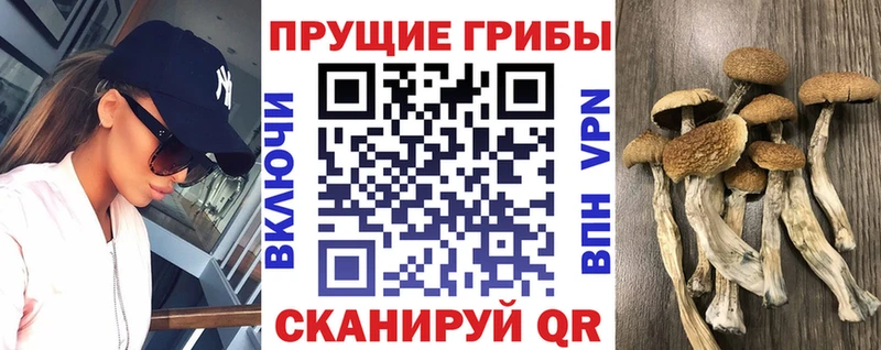 нарко площадка формула  Иннополис  Псилоцибиновые грибы Psilocybe  наркотики 